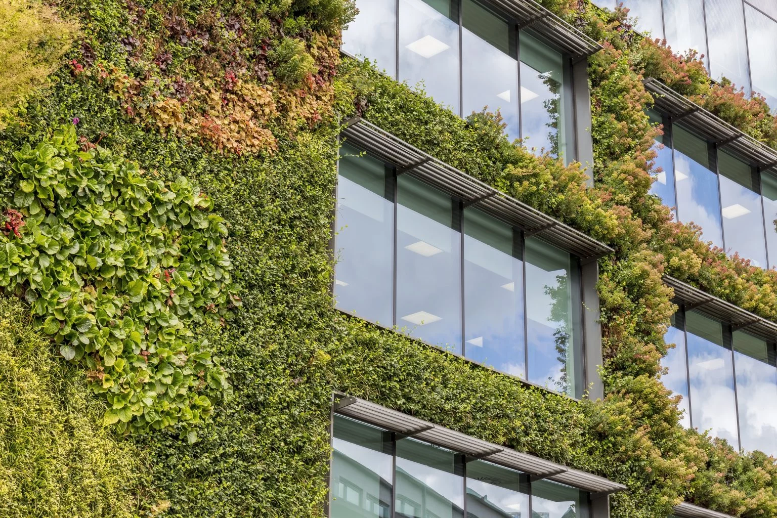 Façade végétalisée avec plantes grimpantes, fenêtres et architecture durable